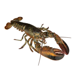 虾类(5)海鲜超市商品红酒白底图免抠实物摄影png格式图片透明底