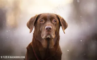 温情拉布拉多狗狗图片