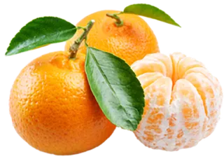 橘子免抠素材 (42)