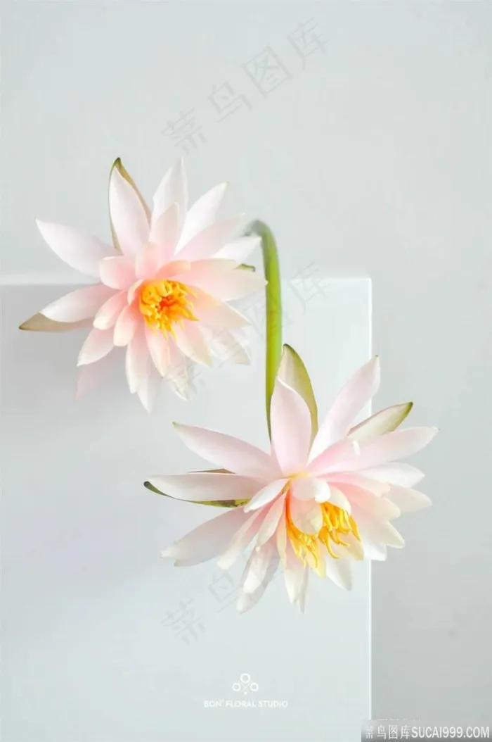 莲花插花花束装饰 莲花插花花束装饰