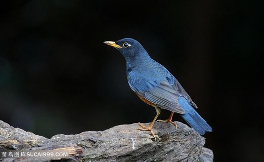 站在石头上的小鸟类图片
