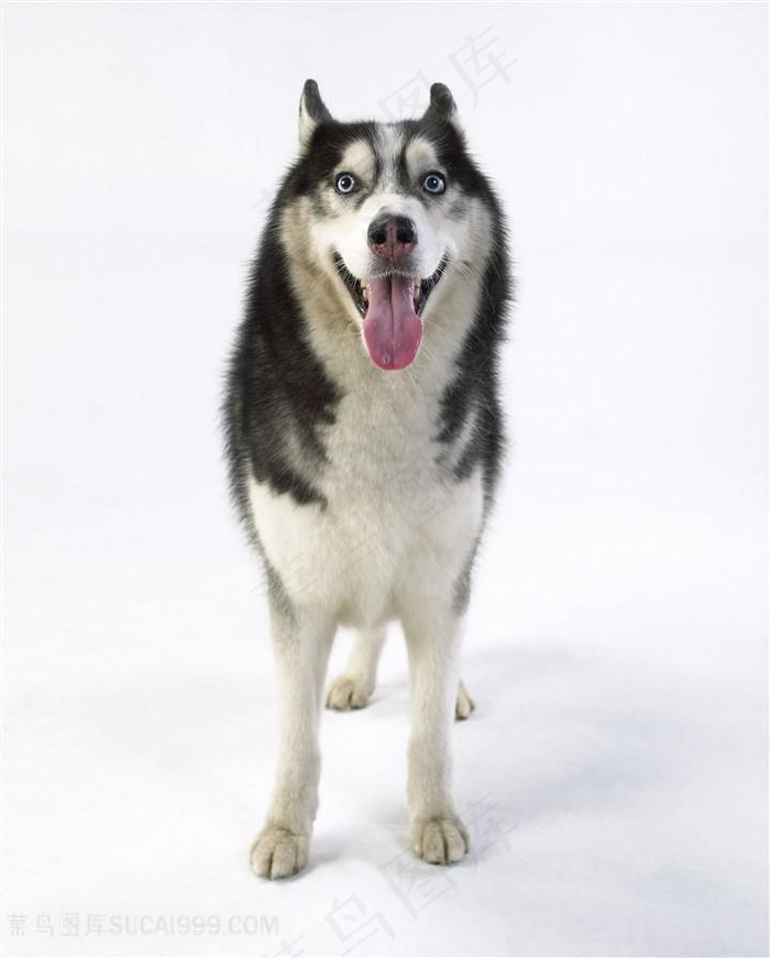 高清可爱哈士奇狗狗图片