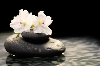 水里黑色石块上放的白色小花摄影图
