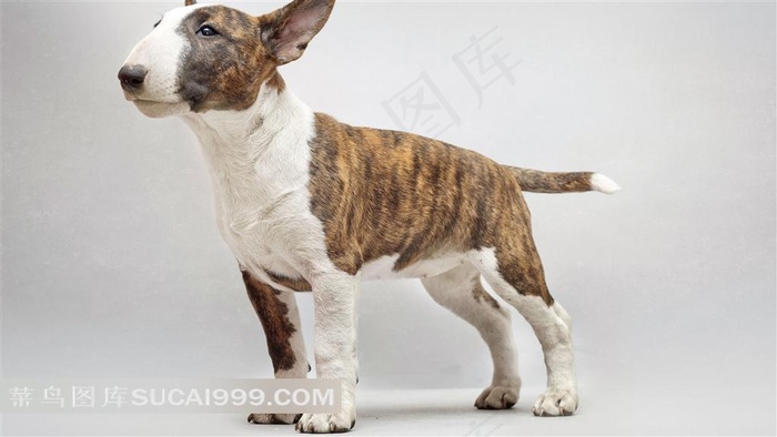 牛头梗犬摄影素材