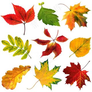 秋季的树叶高清图片