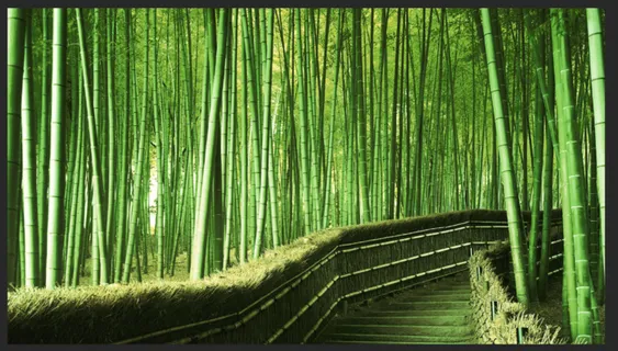 幽静小道山竹林高清图片300像素可做喷绘布海报图背景素材
