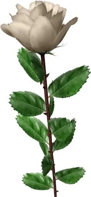 白玫瑰PNG图片,花白玫瑰PNG图片免抠