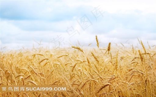 美丽的麦田风景素材