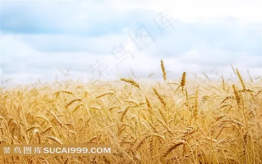 美丽的麦田风景素材