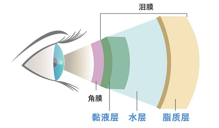 人体眼球眼角膜泪膜结构图psd模版下载