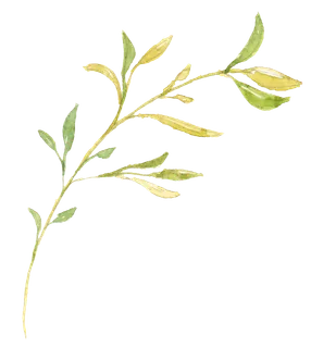 唯美森系手绘水彩花朵 免抠