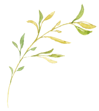 唯美森系手绘水彩花朵 免抠