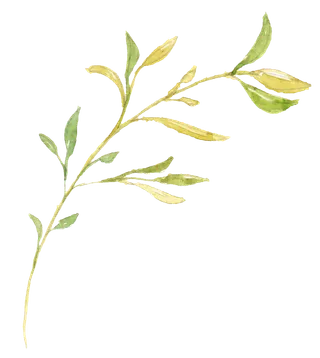 唯美森系手绘水彩花朵 免抠