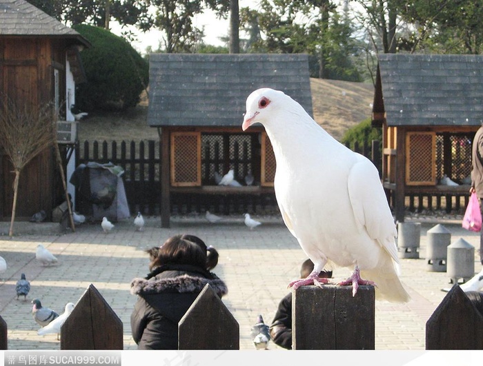站立的白鸽子