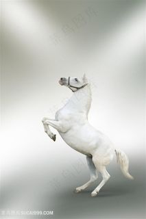 白色骏马设计素材图片