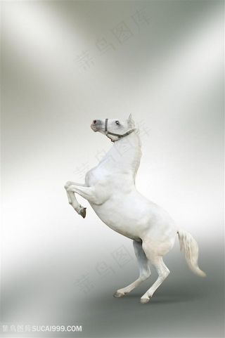 白色骏马设计素材图片