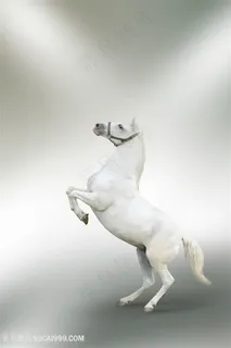 白色骏马设计素材图片 白色骏马设计素材图片