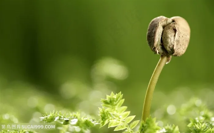 新鲜的蔬菜豆芽