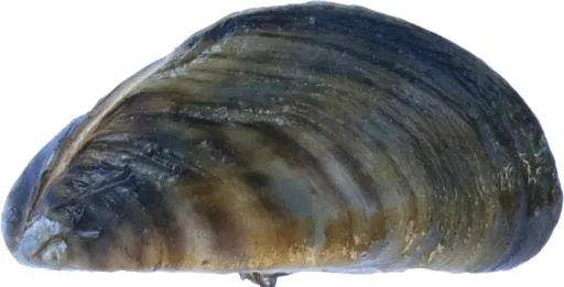 贻贝 PNG免抠(850x434)