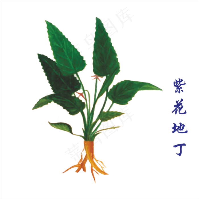 手绘草本中药药材紫花地丁