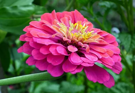 百日草花朵特写图片 百日草花朵特写图片