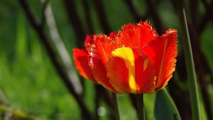 红色郁金香特写鲜花图片