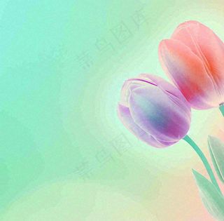 彩色简约鲜花花束郁金香渐变花朵