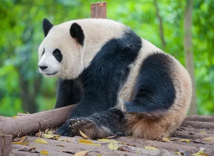 3K高清大熊猫图片 3K高清大熊猫图片
