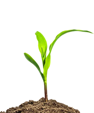 玉米苗现代农业