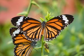 橙色条纹蝴蝶图片