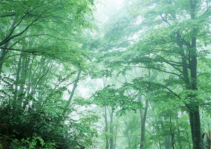 树木风景环境素材
