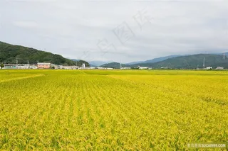 金黄的麦穗田园风光