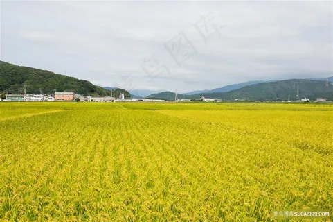 金黄的麦穗田园风光 金黄的麦穗田园风光