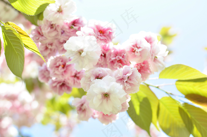 粉色唯美樱花图片