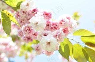 粉色唯美樱花图片