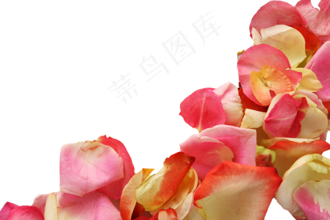 花瓣花朵免扣图片  
