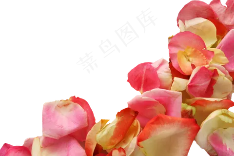 花瓣花朵免扣图片   花瓣花朵免扣图片