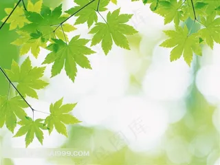 绿叶高清晰图片