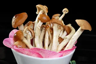 蘑菇香菇金针菇杂菇菌类美食素菜