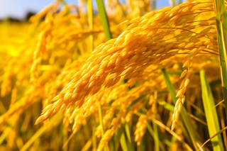 金黄色的麦子成熟特写摄影图