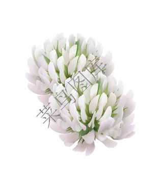 白色花朵矢量图