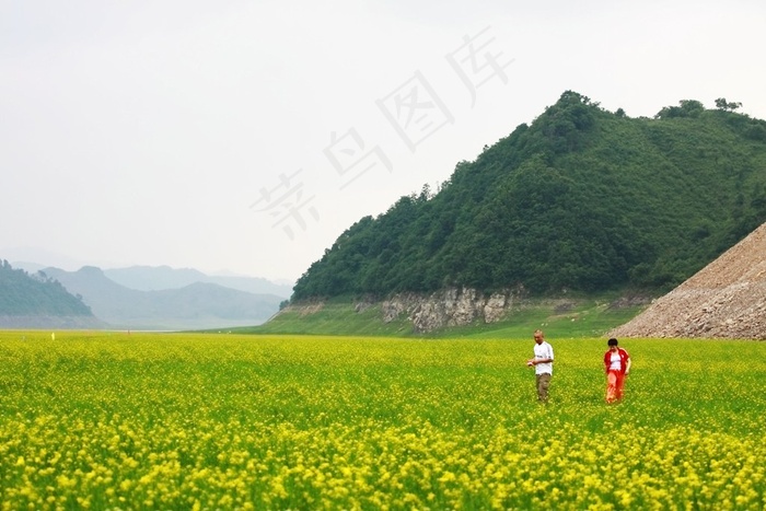 山脚下绝美的油麦田