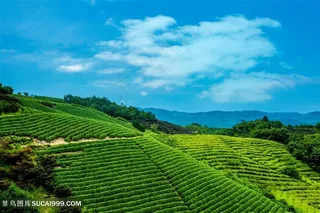 茶园风光茶叶田园