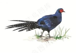 漂亮的鸟儿插画素材