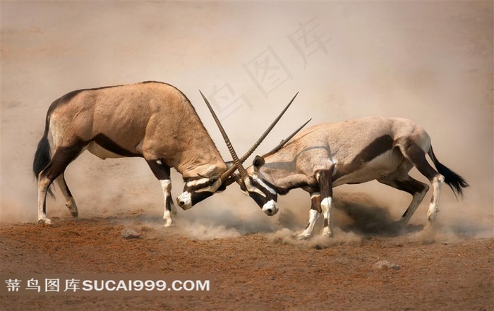 两只在决斗的羚羊高清图片