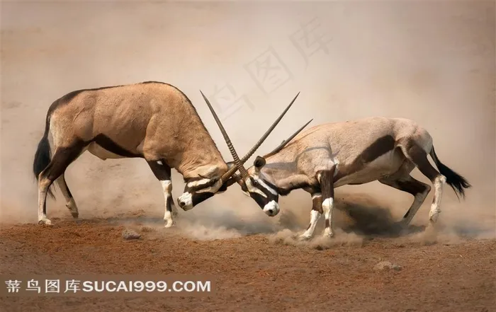 两只在决斗的羚羊高清图片