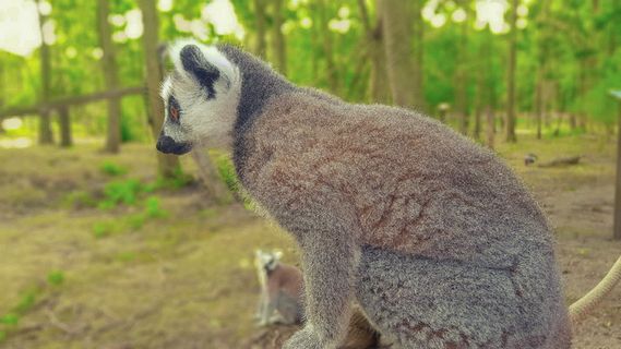 鼠狐猴萌照图片
