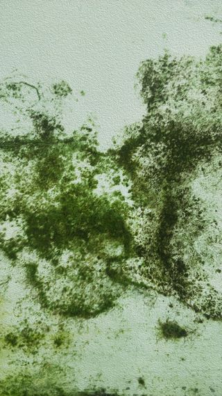 绿色油画风格苔藓背景图