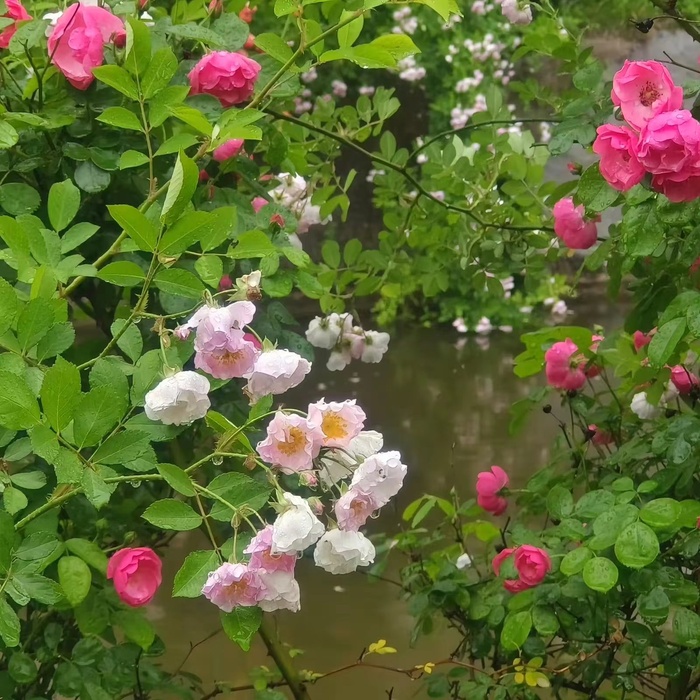 高清花草图