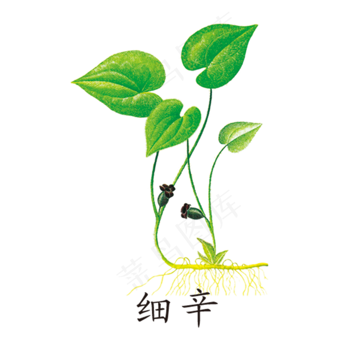 手绘草本中药药材细辛